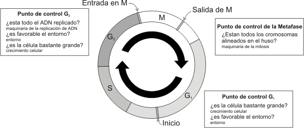 Fig. 12.7 - Puntos de Control e Ingreso de la información Reguladora al Sistema de Control del Ciclo Celular 