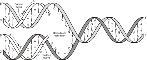 Fig. 12.9 -  La duplicación del ADN se produce previo desenrollamiento de las dos cadenas de la doble hélice, usando cada una como molde para sintetizar las nuevas cadenas.